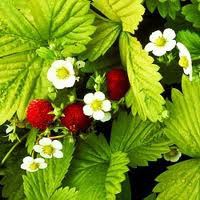 Fragaria vesca